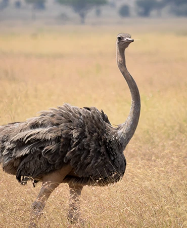 Bird Serengeti National Park